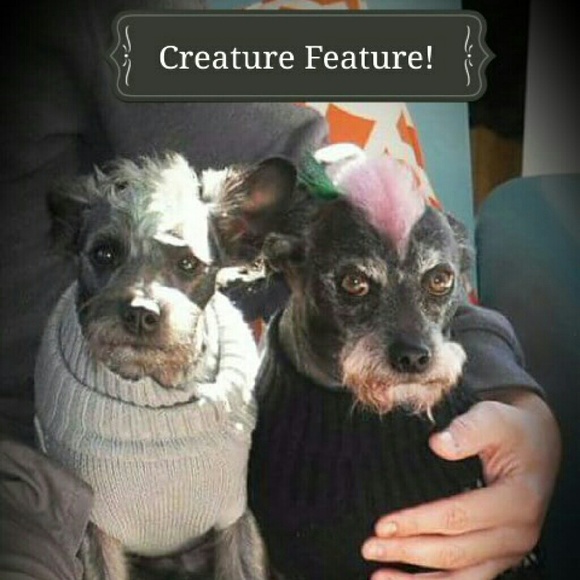 Meet your Posher, Tara - Picture 2 of 3