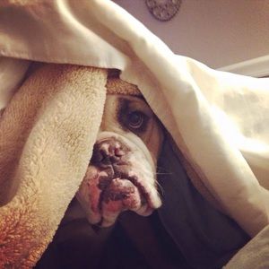 Meet your Posher, Annette