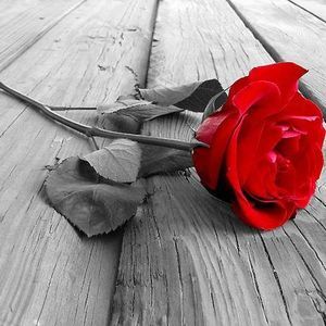 Meet your Posher, Layla