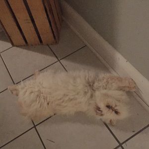 Meet your Posher, Holly