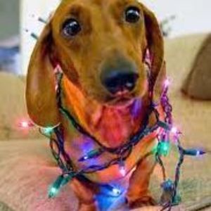 Meet your Posher, Ginny