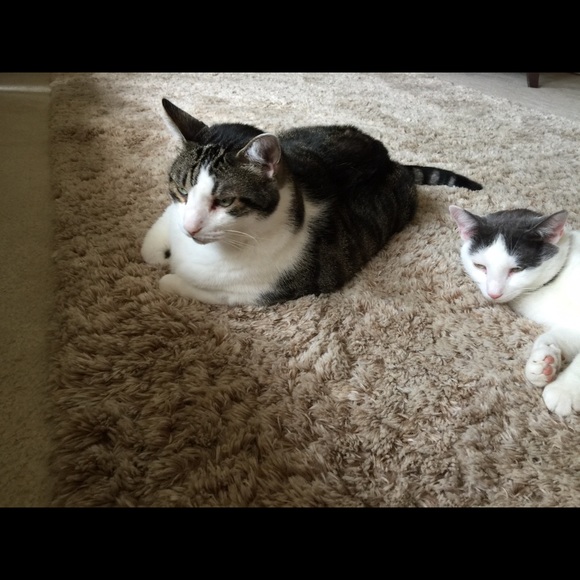 Meet your Posher, Lorrie