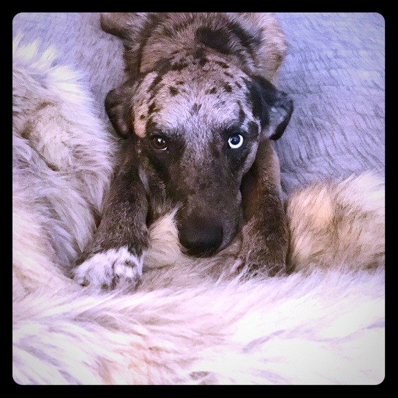 Meet your Posher, Victoria - Picture 3 of 8