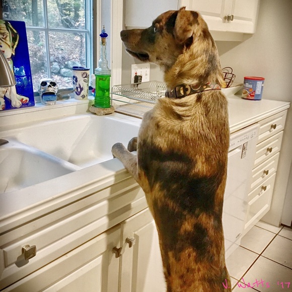 Meet your Posher, Victoria - Picture 6 of 8