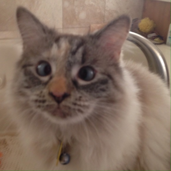 Meet your Posher, Payton - Picture 1 of 1