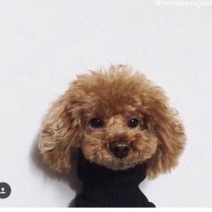 Meet your Posher, Kelly