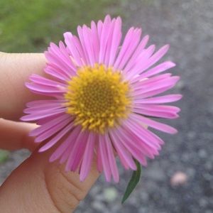 Meet your Posher, Katie