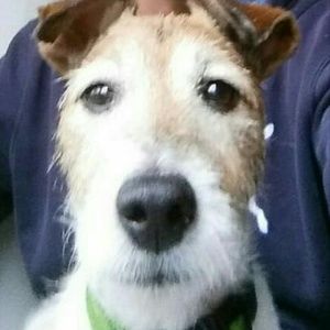 Meet your Posher, Elvin