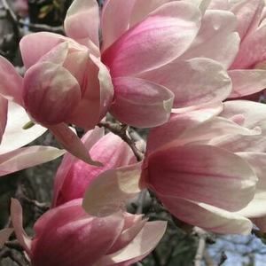 Meet your Posher, Florence