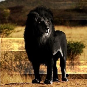 Meet your Posher, Kaleb