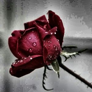 Meet your Posher, Corrie