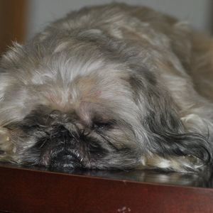 Meet your Posher, Alex