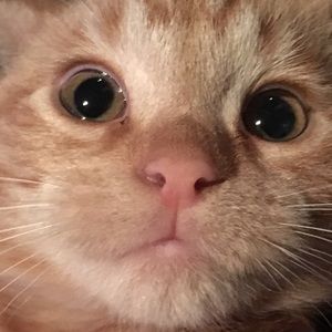 Meet your Posher, Destiney