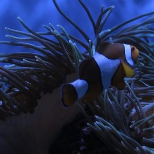 Meet your Posher, Wilson