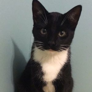 Meet your Posher, Morgan