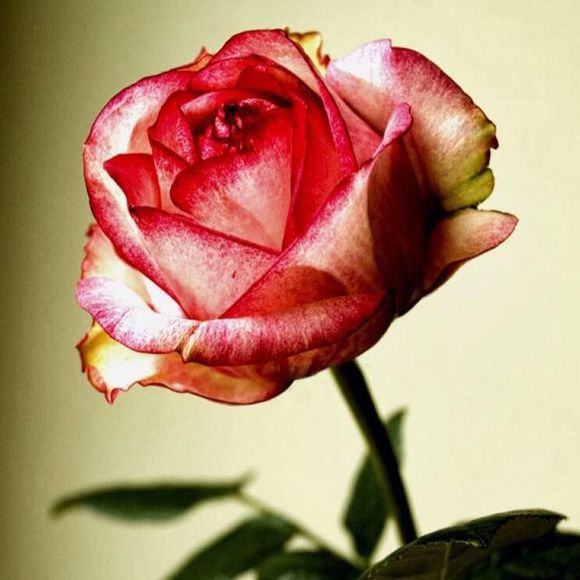 Meet your Posher, Xiomara