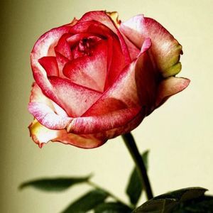 Meet your Posher, Xiomara