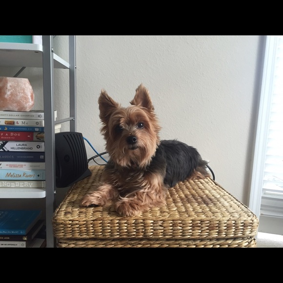 Meet your Posher, Nicole and her assistant- Lulu - Picture 2 of 2