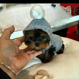 Meet your Posher, Teshauna