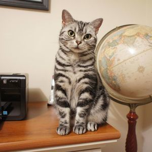 Meet your Posher, Joy