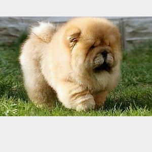 Meet your Posher, Gail