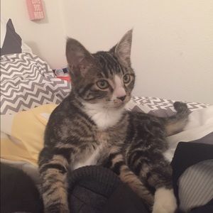 Meet your Posher, Jackson