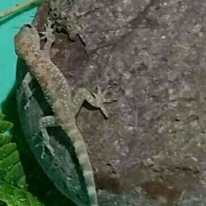 Meet your Posher, Joom