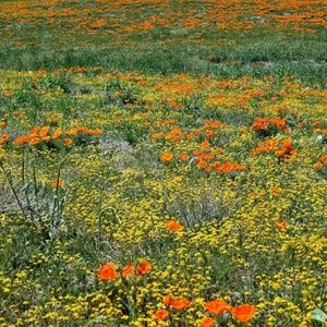 Meet your Posher, Flo