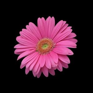 Meet your Posher, Serena