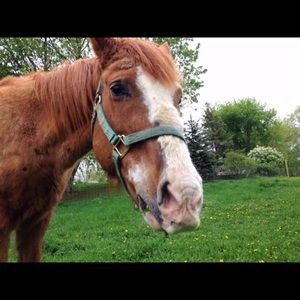 Meet your Posher, Sophia