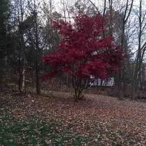 Meet your Posher, Maxine