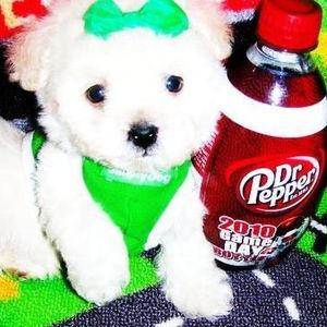 Meet your Posher, Janie