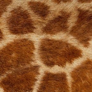 Meet your Posher, Lanie