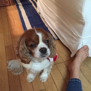 Meet your Posher, Hailey