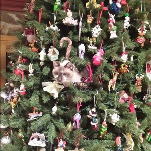 Meet your Posher, Sandra