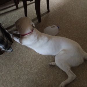 Meet your Posher, Jerry