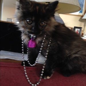 Meet your Posher, Kelly