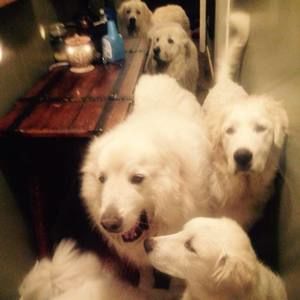 Meet your Posher, Dawana