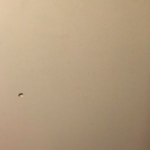 Meet your Posher, Yaquelin