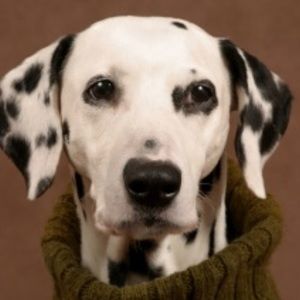 Meet your Posher, Frances