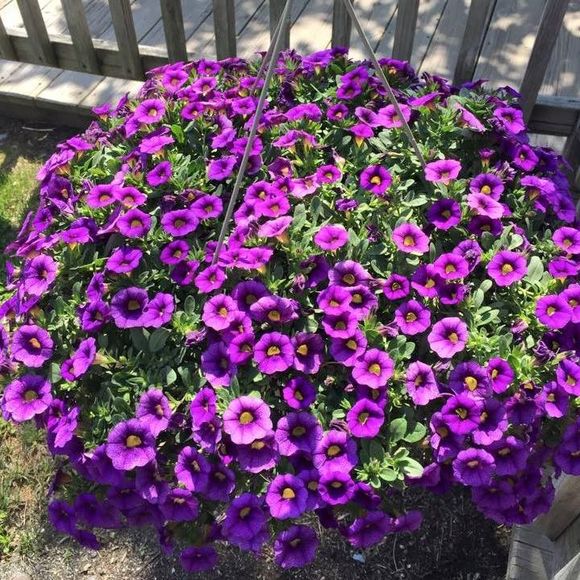 Meet your Posher, Nguyễn - Picture 1 of 1