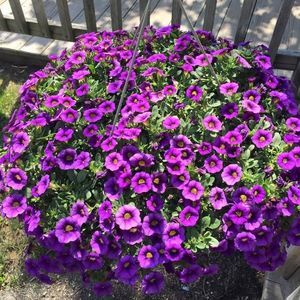 Meet your Posher, Nguyễn