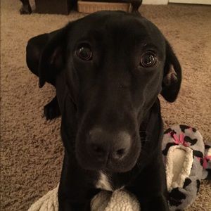 Meet your Posher, Avrie