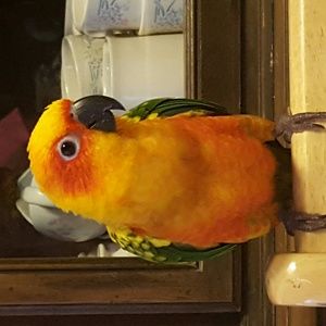 Meet your Posher, Eva