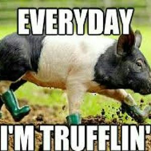 Meet your Posher, Sissy