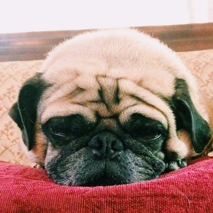 Meet your Posher, Alaina