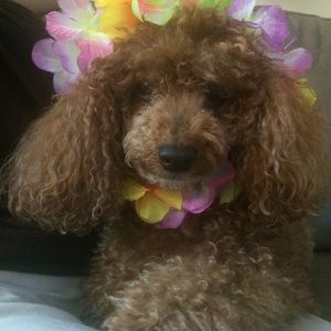 Meet your Posher, Marilyn