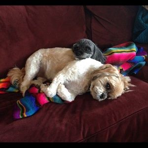 Meet your Posher, Donna