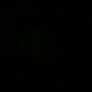 Meet your Posher, Paige