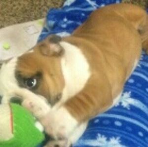 Meet your Posher, Roy